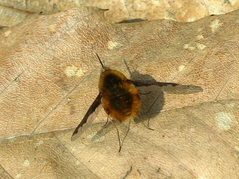 Bombylius major?